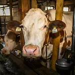 Bio-bauernhof Obertrattenbachhof Farm stay
