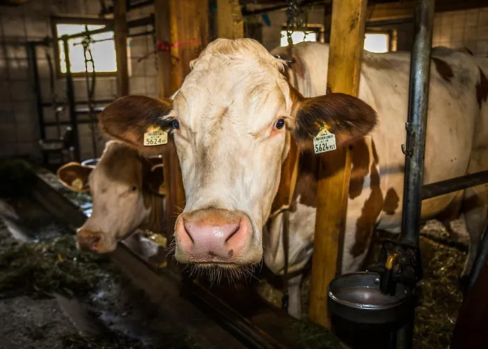 Bio-bauernhof Obertrattenbachhof Çiftlik konaklama