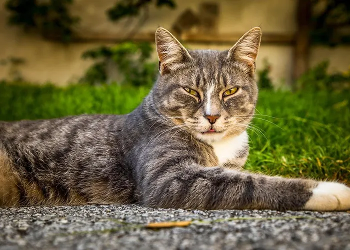 Bio-bauernhof Obertrattenbachhof Çiftlik konaklama Neukirchen am Großvenediger